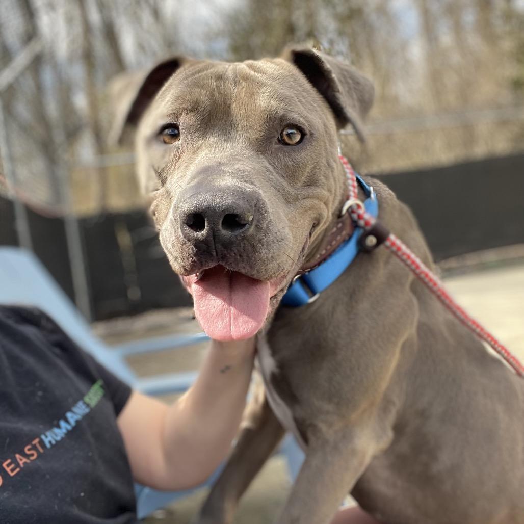 Enlarge Cash, a Adoptable Mixed Breed in Edwardsville, IL image 6/6