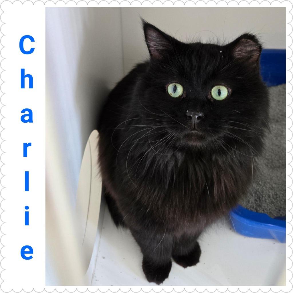 Charlie, Adopted, Adult Male Domestic Long Hair.
