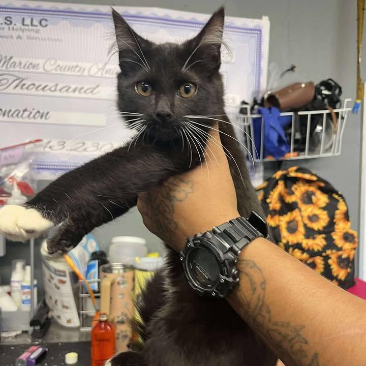 Enlarge Meech, an adopted mixed breed in Mullins, SC image 1/1