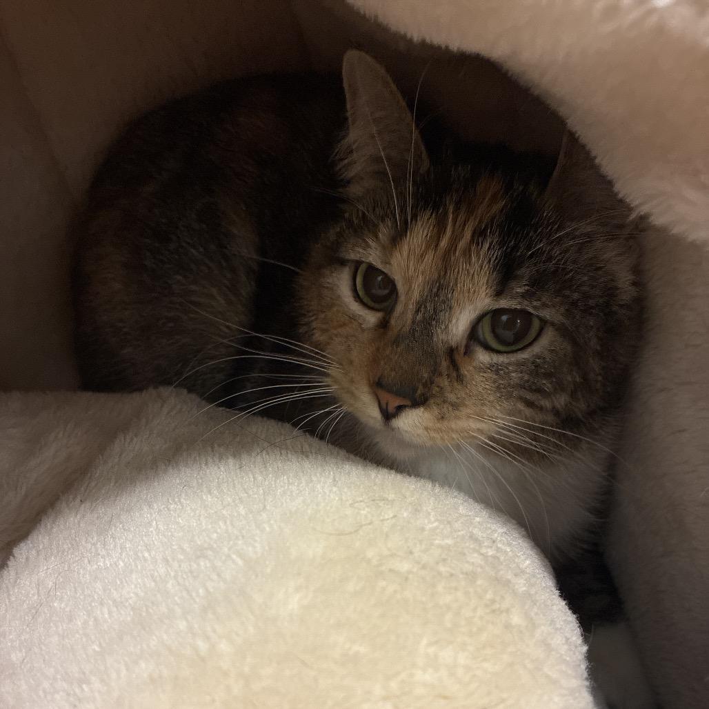 Enlarge Mixie, a Adoptable Domestic Short Hair in Fredericksburg, VA image 1/2