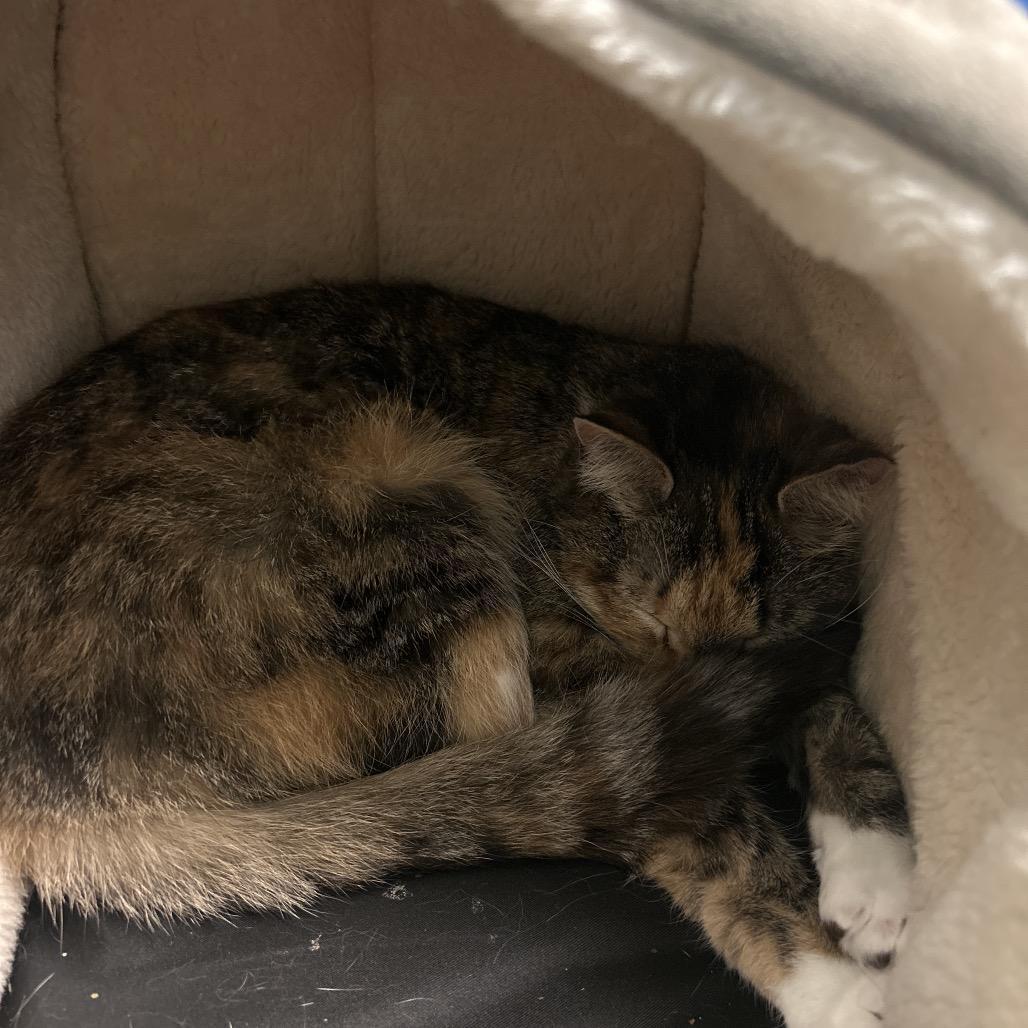 Enlarge Mixie, a Adoptable Domestic Short Hair in Fredericksburg, VA image 2/2