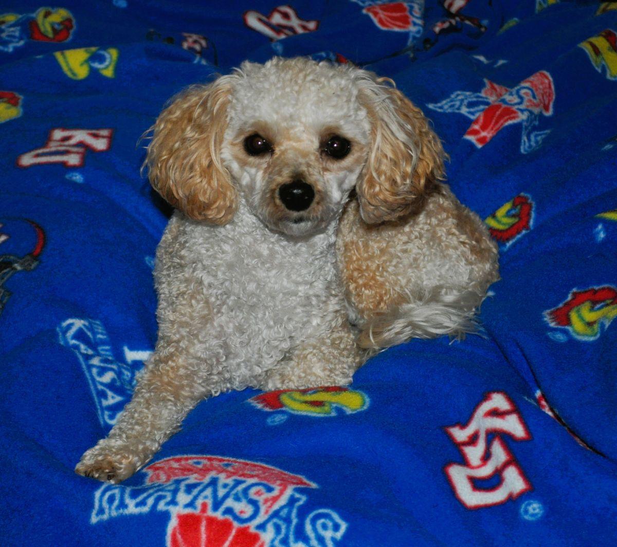 OLIVER, a Adopted Poodle in Elk River, MN image 2/6