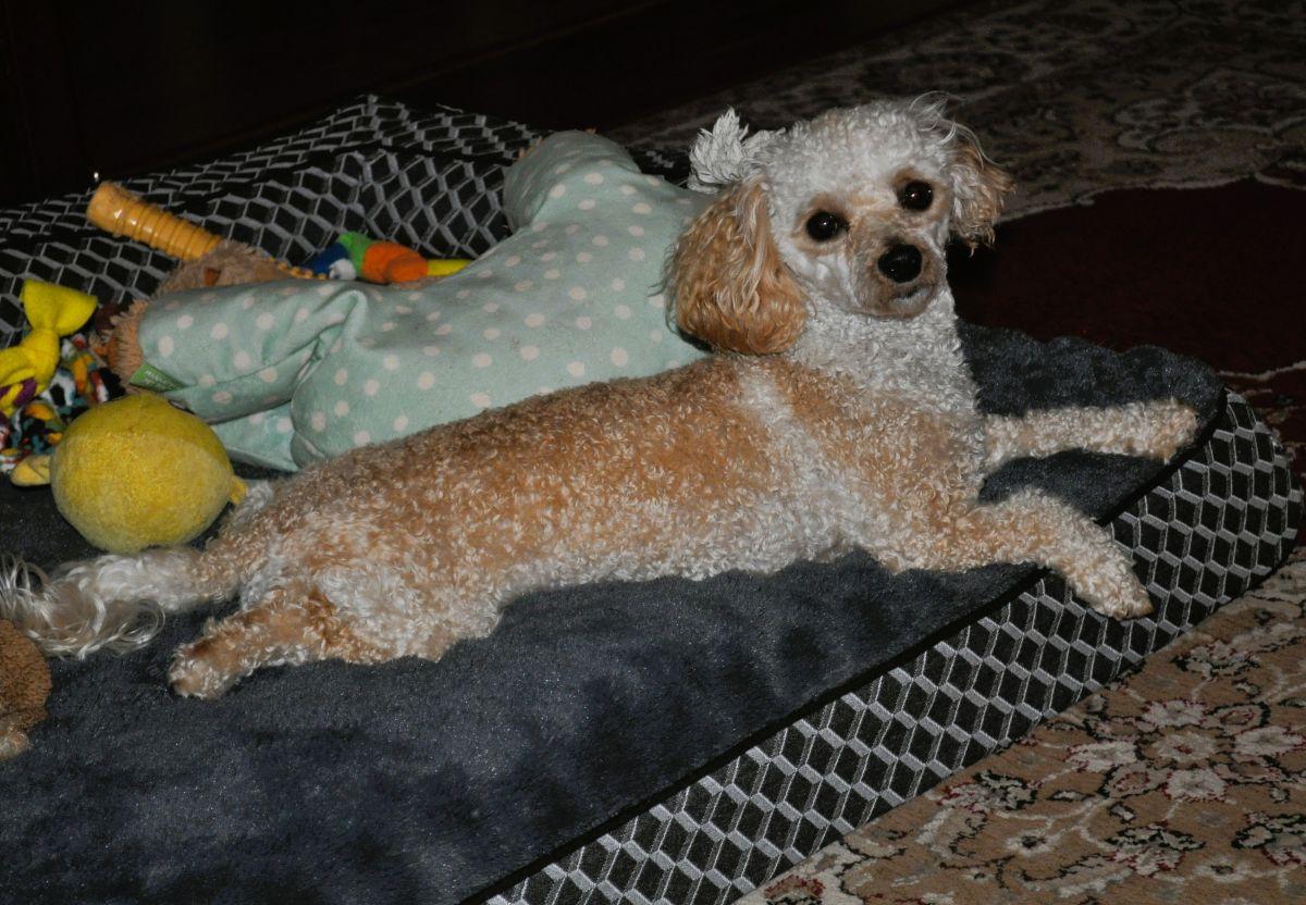 OLIVER, a Adopted Poodle in Elk River, MN image 3/6