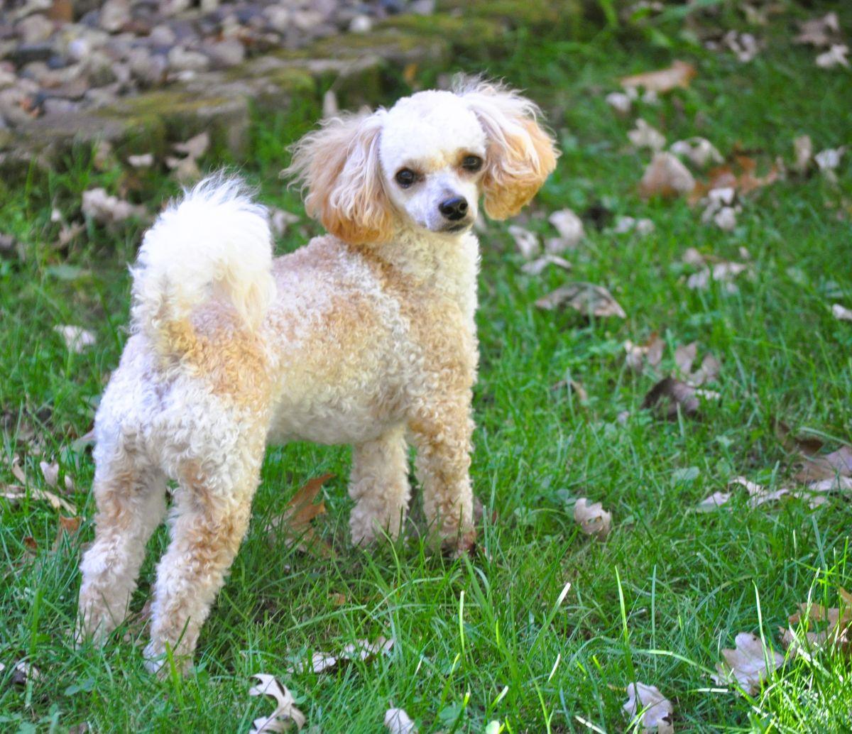 OLIVER, Adopted, Young Male Poodle.