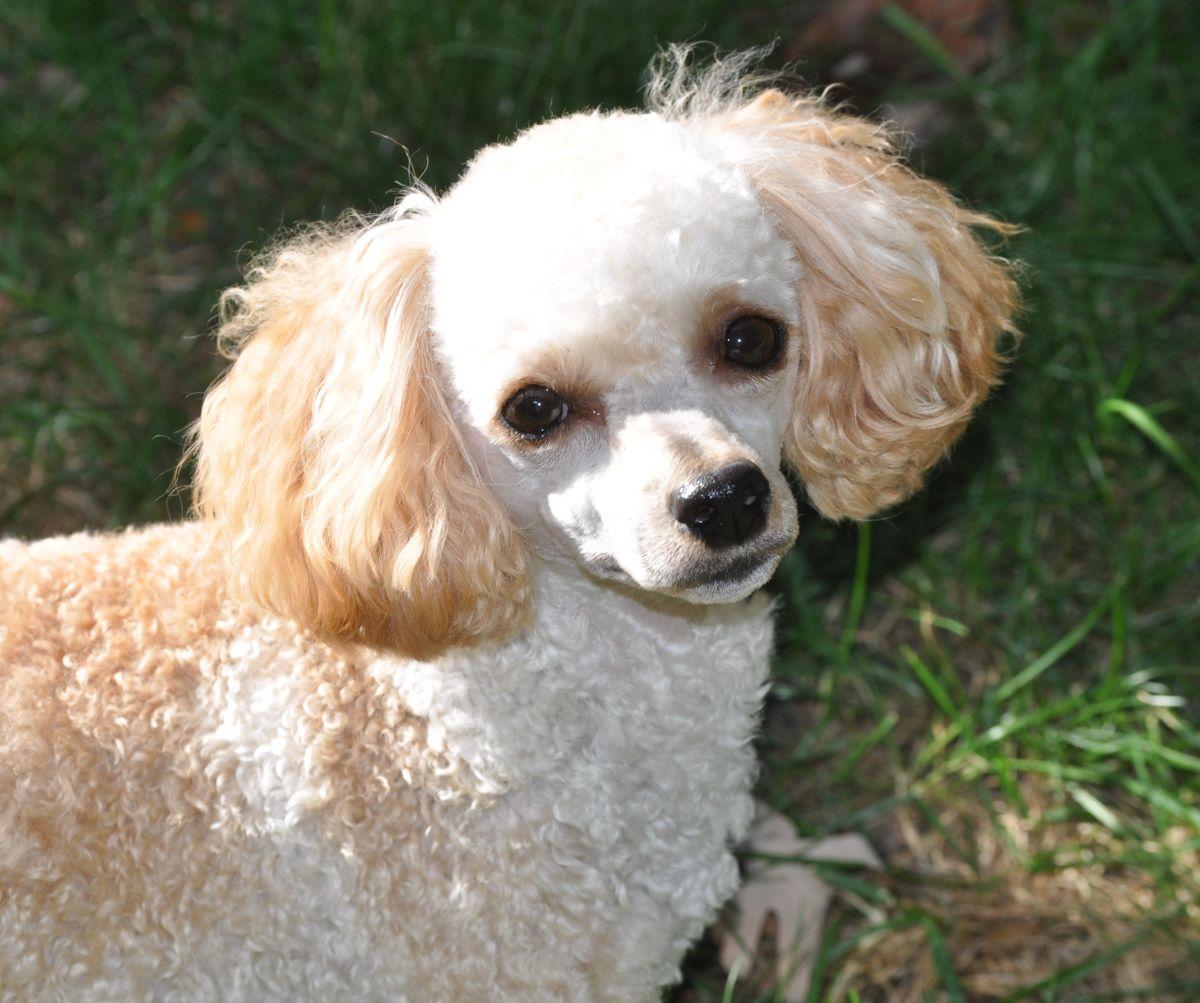 OLIVER, a Adopted Poodle in Elk River, MN image 4/6