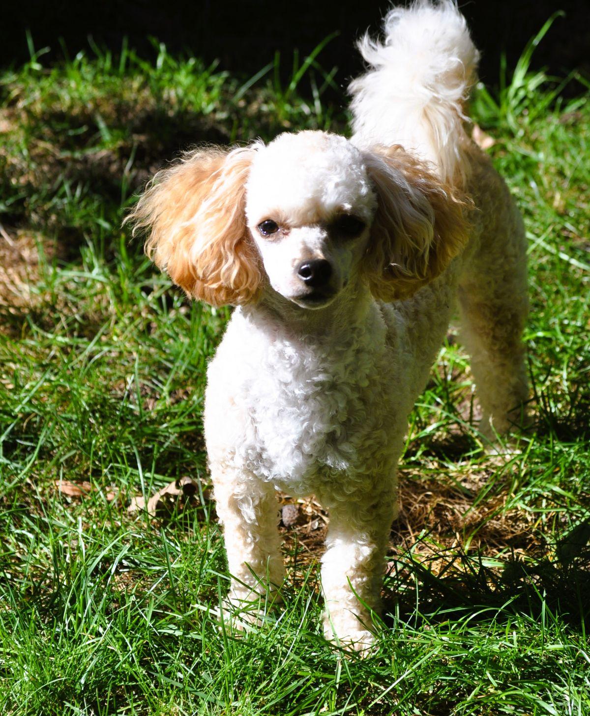 OLIVER, a Adopted Poodle in Elk River, MN image 5/6