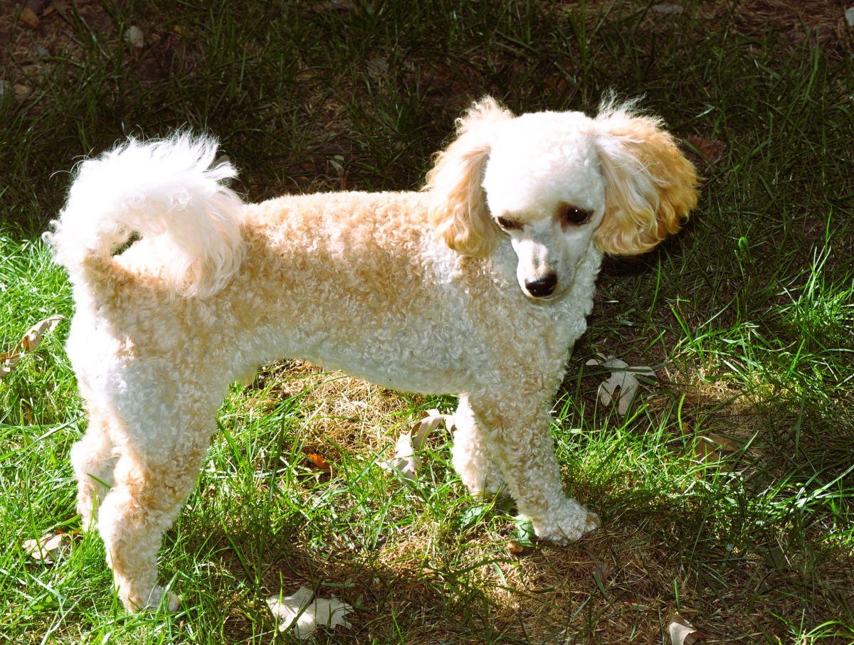 OLIVER, a Adopted Poodle in Elk River, MN image 6/6