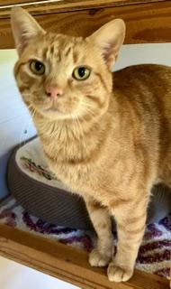 Rory McKenna, Adoptable, Young Male Tabby.