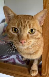 Enlarge Rory McKenna, a Adoptable mixed breed in Bow, WA image 2/4