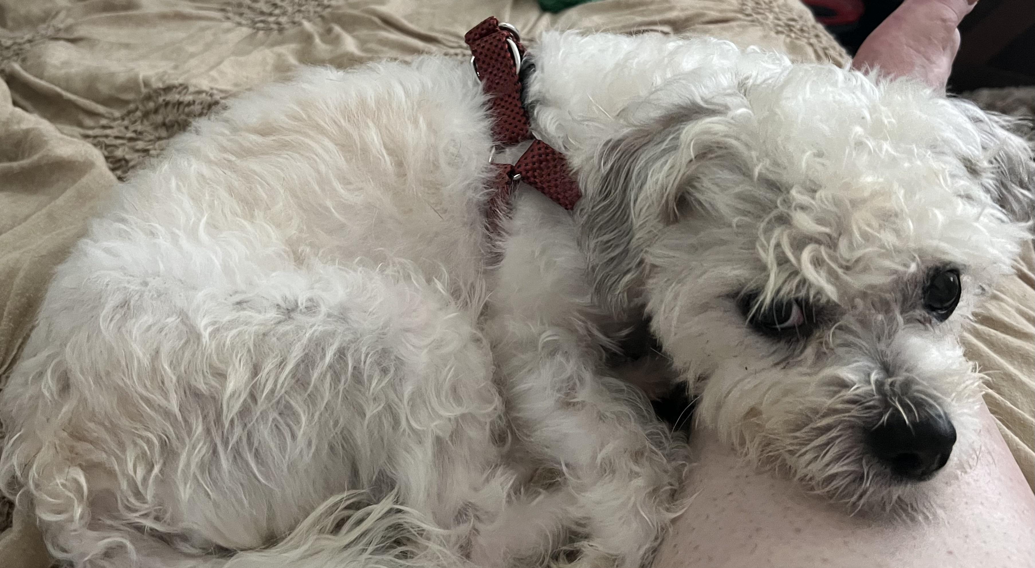 Enlarge Bandit, a Adopted Shih Tzu in Cranford, NJ image 4/5