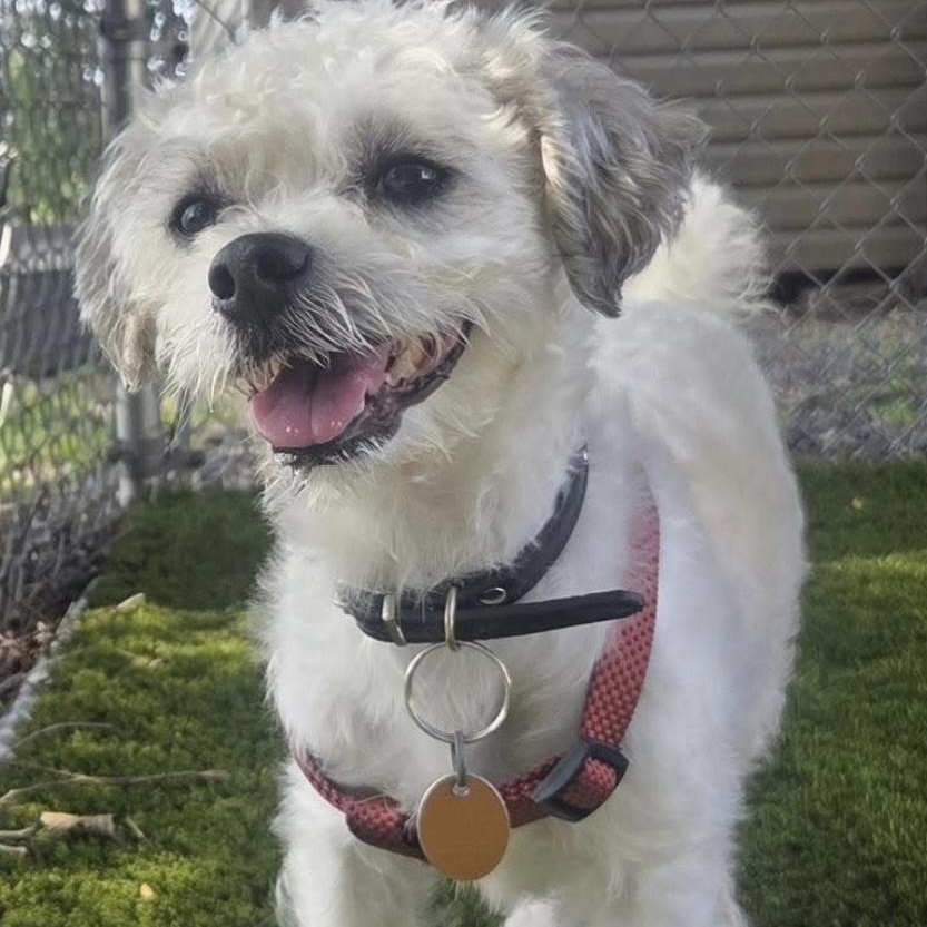 Enlarge Bandit, a Adopted Shih Tzu in Cranford, NJ image 2/5