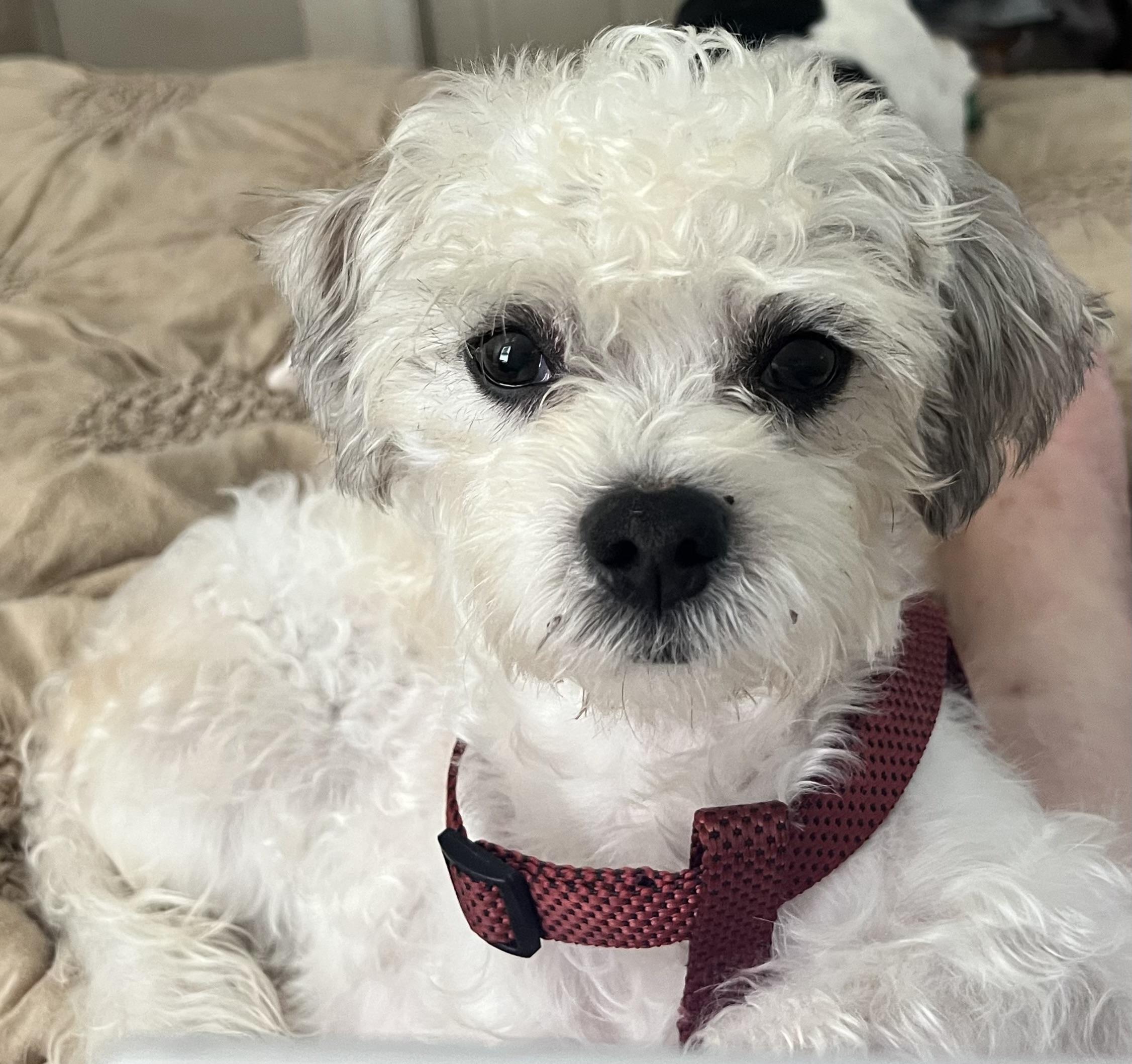 Bandit, Adopted, Young Male Shih Tzu.