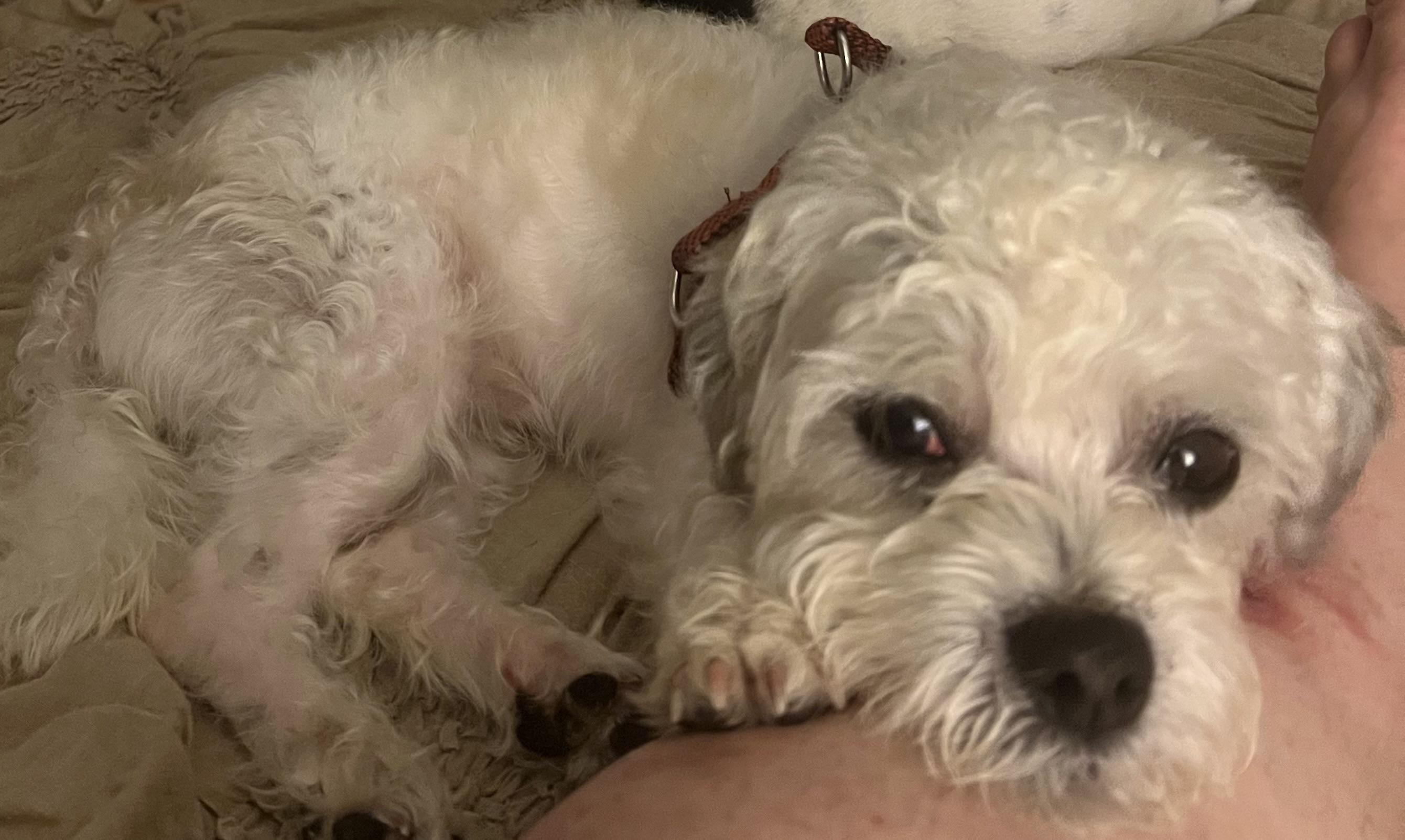 Enlarge Bandit, a Adopted Shih Tzu in Cranford, NJ image 5/5