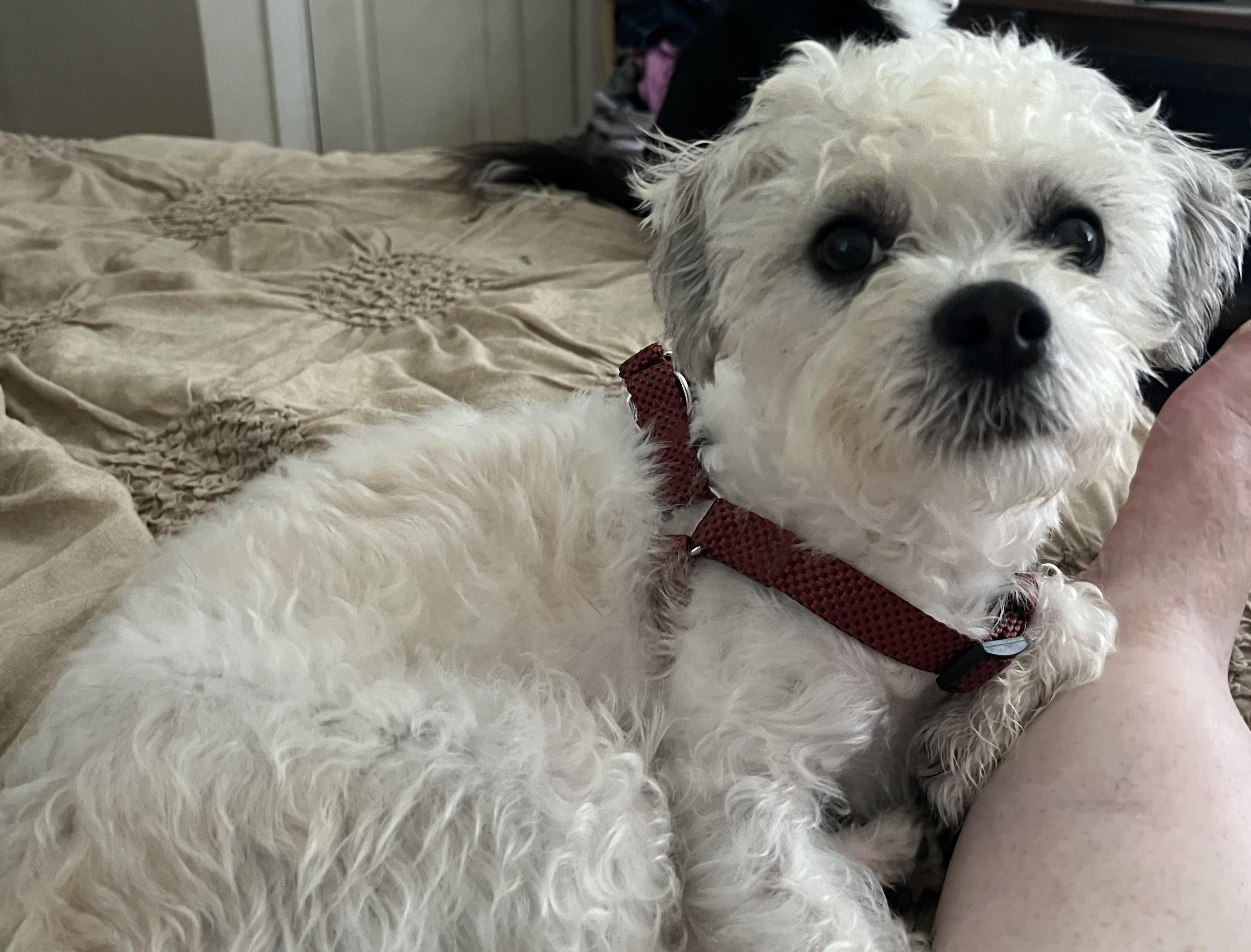 Enlarge Bandit, a Adopted Shih Tzu in Cranford, NJ image 3/5