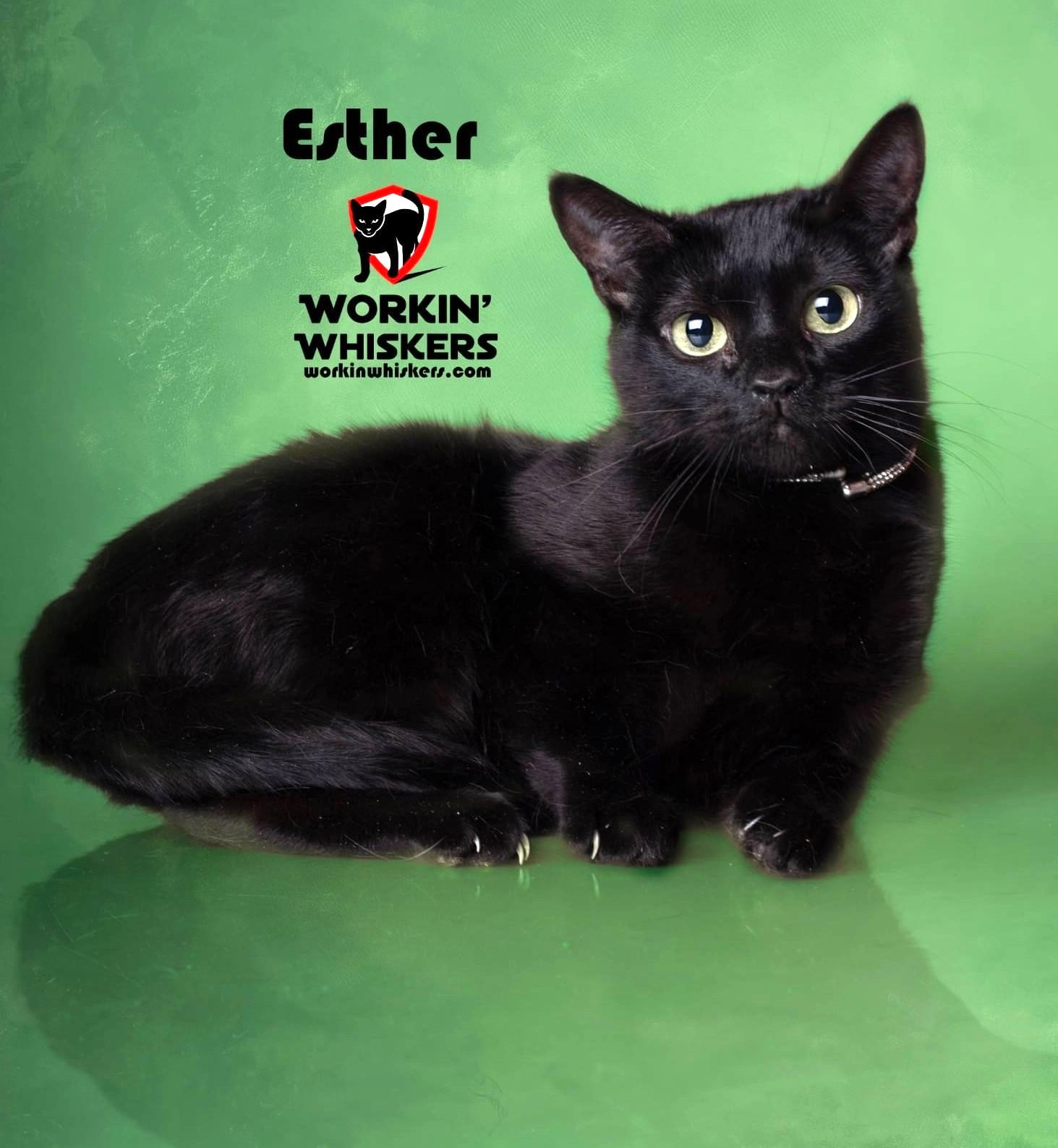 Enlarge ESTHER, a Adoptable mixed breed in HEMET, CA image 1/1
