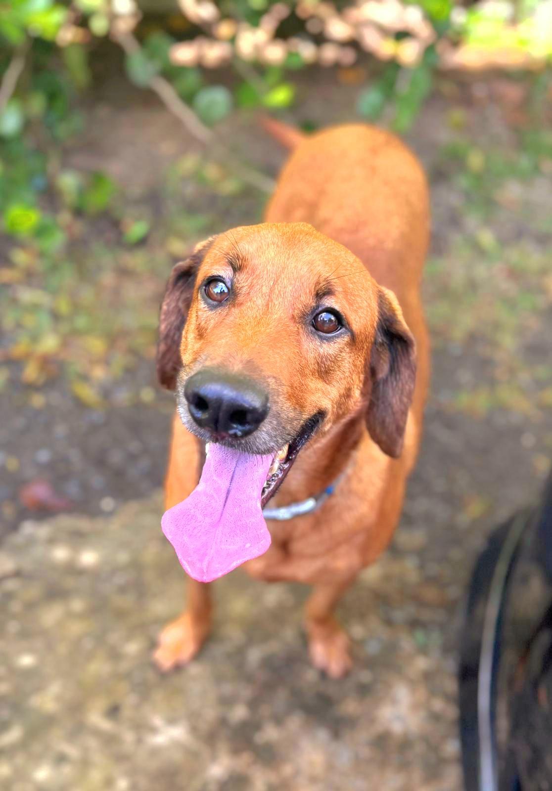 HARRY, a Adoptable mixed breed in New York, NY image 2/6