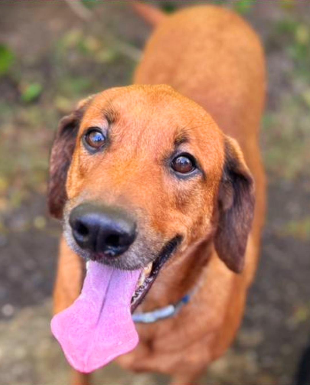 HARRY, a Adoptable mixed breed in New York, NY image 5/6