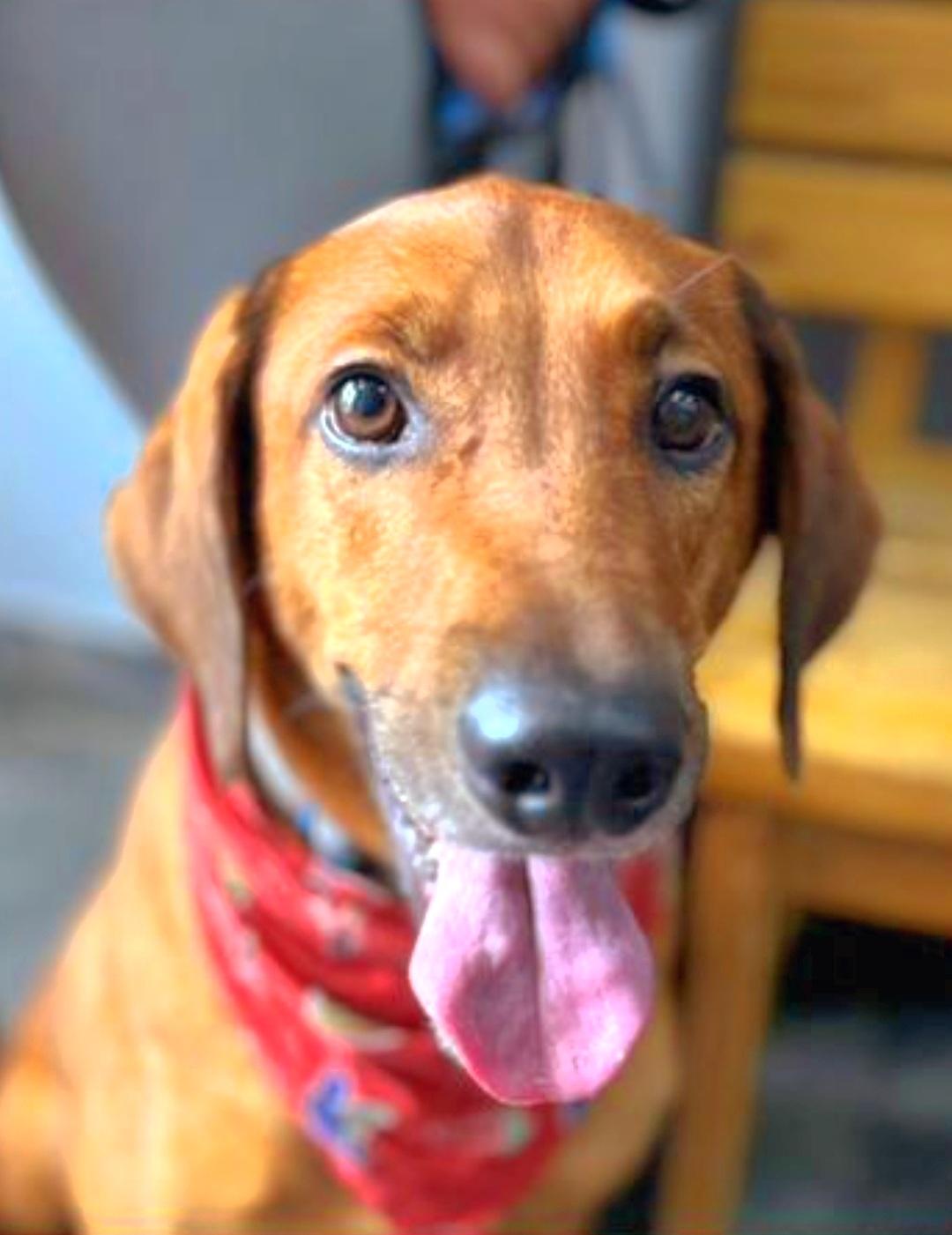 HARRY, a Adoptable mixed breed in New York, NY image 4/6