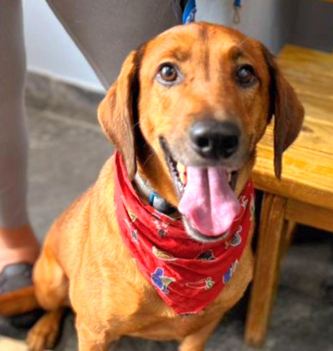 HARRY, Adoptable, Young Male Labrador Retriever & Border Collie.