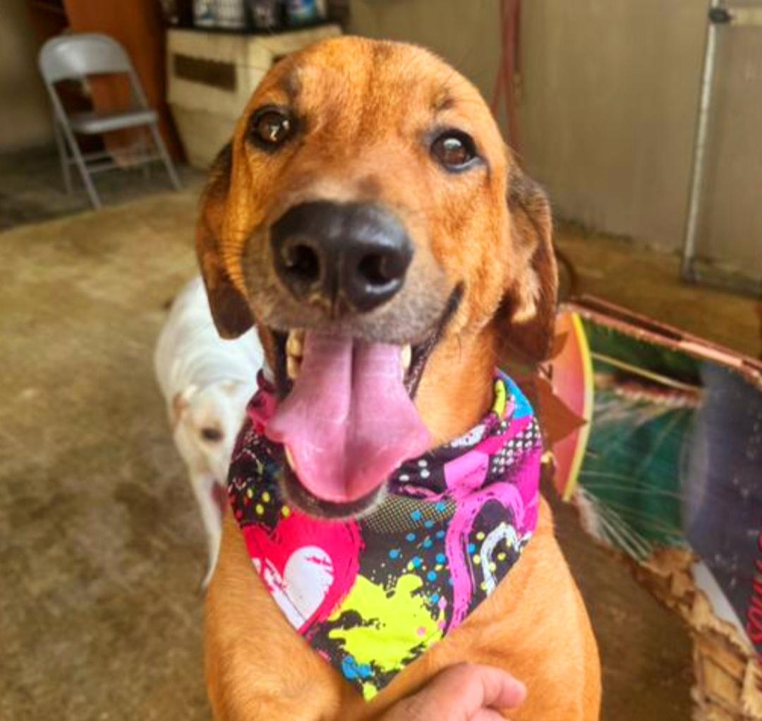 HARRY, a Adoptable mixed breed in New York, NY image 6/6