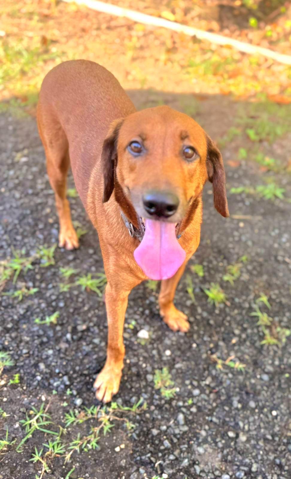 HARRY, a Adoptable mixed breed in New York, NY image 3/6