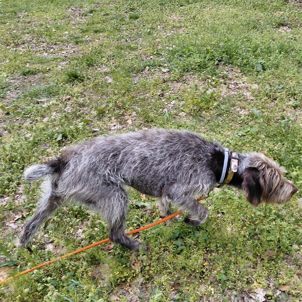 Moxie (Gibsonia, Pennsylvania), a Adoptable German Wirehaired Pointer in Santa Rosa, CA image 1/3