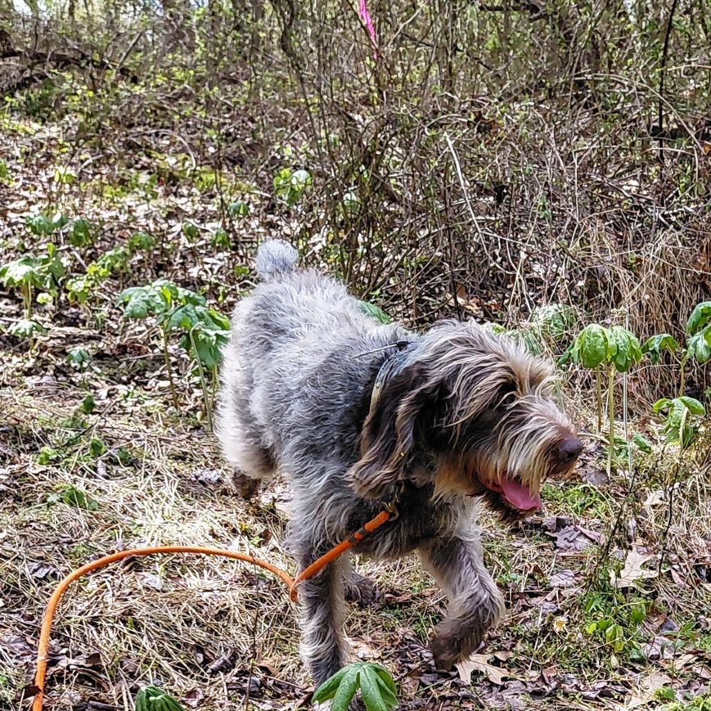 Moxie (Gibsonia, Pennsylvania), a Adoptable German Wirehaired Pointer in Santa Rosa, CA image 2/3