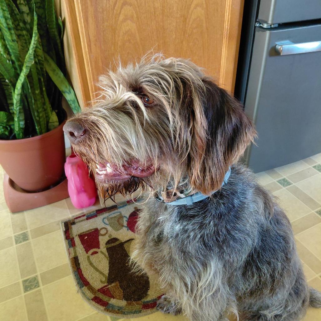 Moxie (Gibsonia, Pennsylvania), a Adoptable German Wirehaired Pointer in Santa Rosa, CA image 3/3