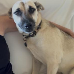 Peanut, a Adoptable mixed breed in Corsicana, TX image 1/5