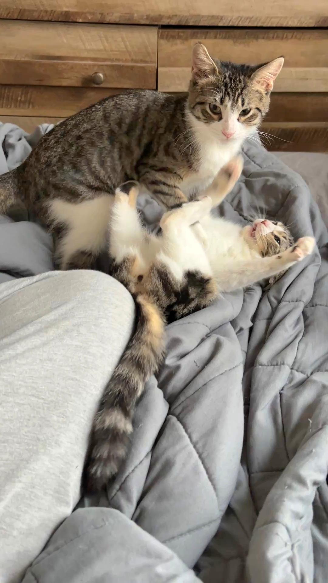 Enlarge Cupid Shuffle and Cha Cha Slide, a ADOPTABLE Domestic Short Hair in Brooklyn, NY image 3/3