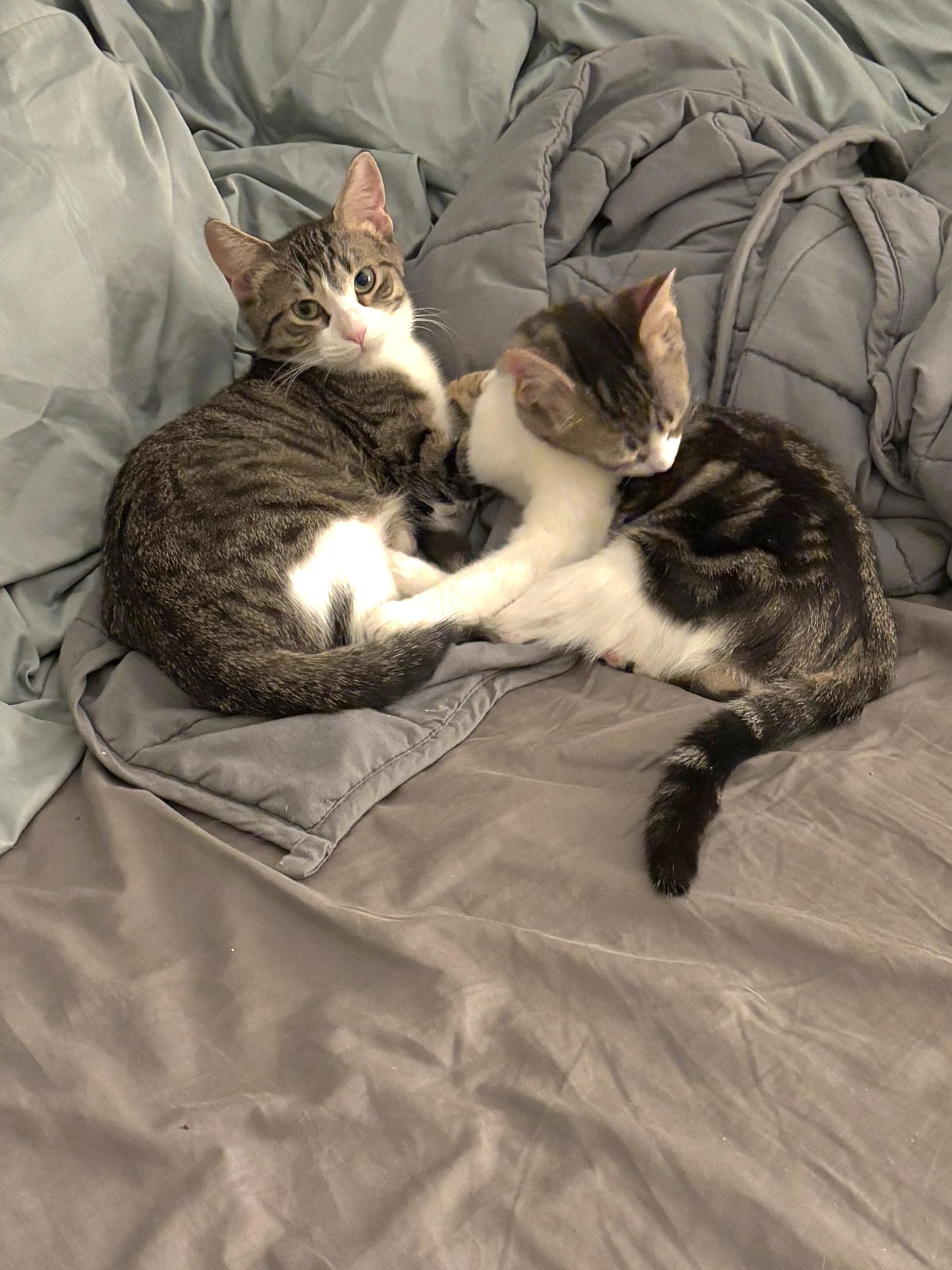 Enlarge Cupid Shuffle and Cha Cha Slide, a ADOPTABLE Domestic Short Hair in Brooklyn, NY image 2/3