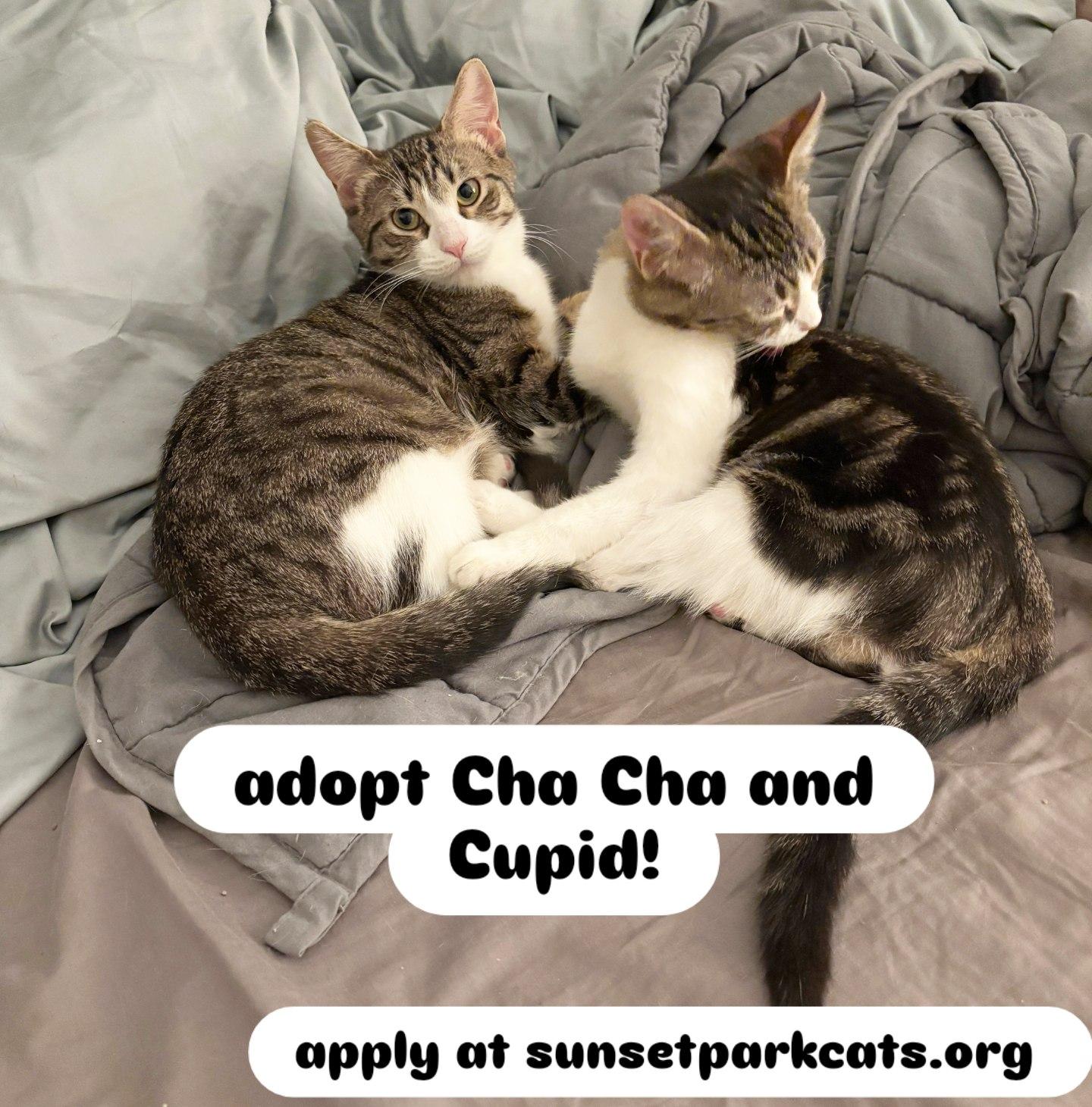 Cha Cha Slide & Cupid Shuffle, ADOPTABLE, Kitten Female Domestic Short Hair.