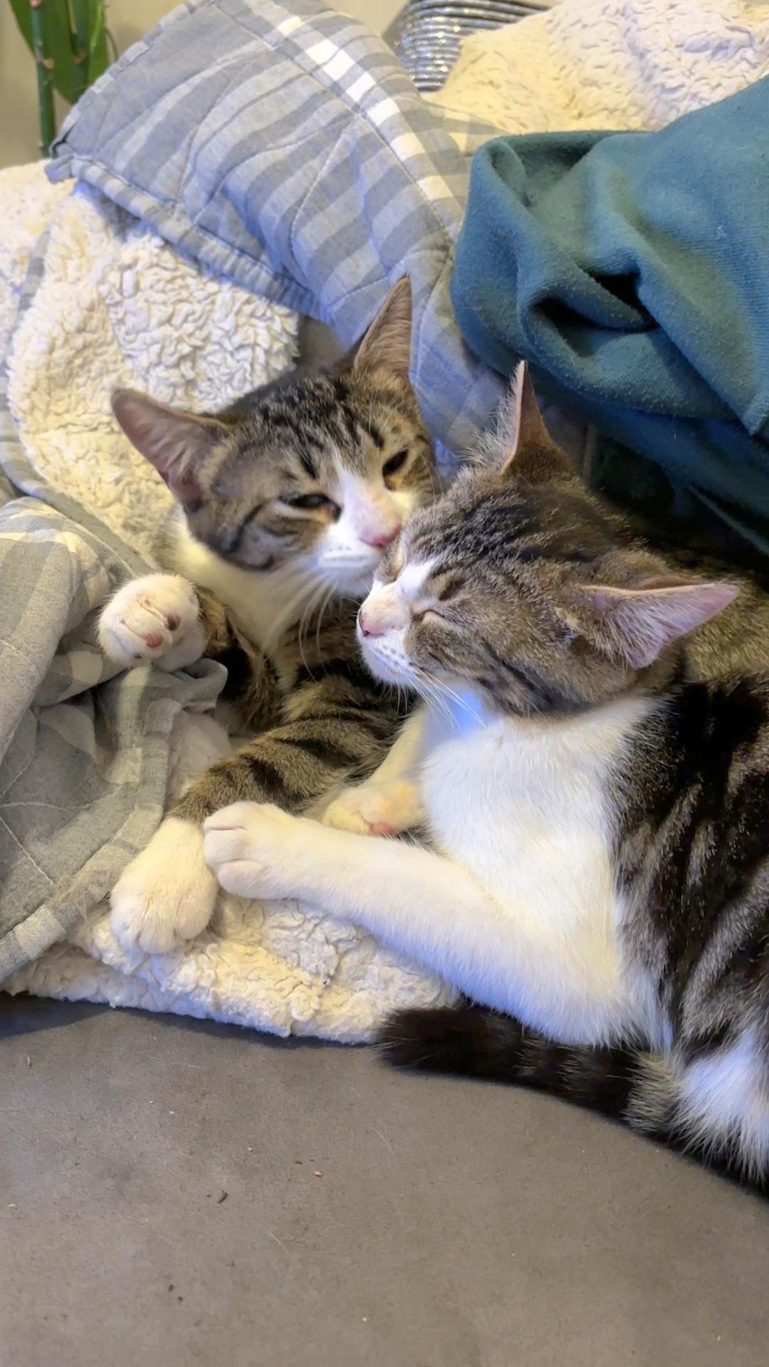 Enlarge Cupid Shuffle and Cha Cha Slide, a ADOPTABLE Domestic Short Hair in Brooklyn, NY image 1/3