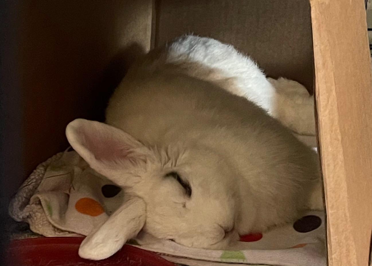 Eloise, a Adoptable Holland Lop in Edina, MN image 4/4