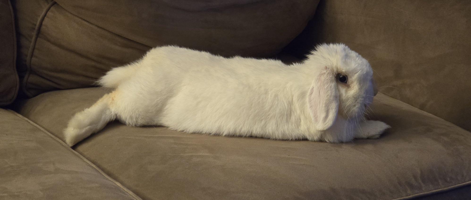 Eloise, a Adoptable Holland Lop in Edina, MN image 3/4