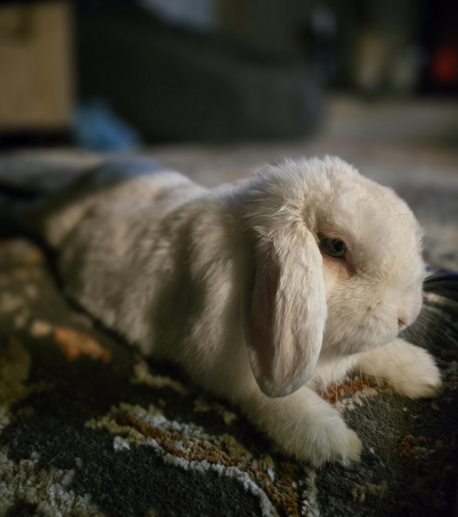 Eloise, a Adoptable Holland Lop in Edina, MN image 2/4
