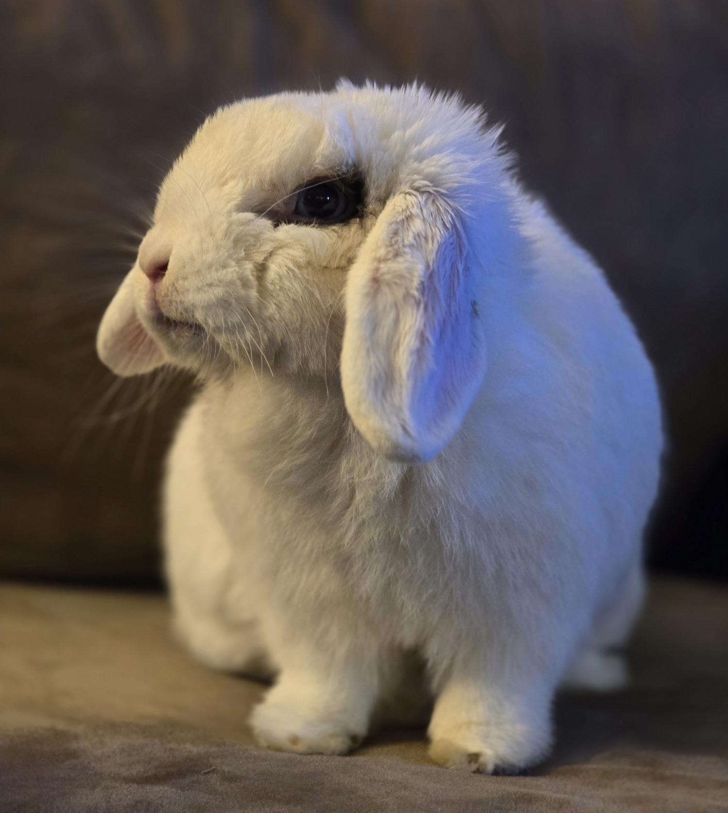 Eloise, Adoptable, Adult Female Holland Lop.