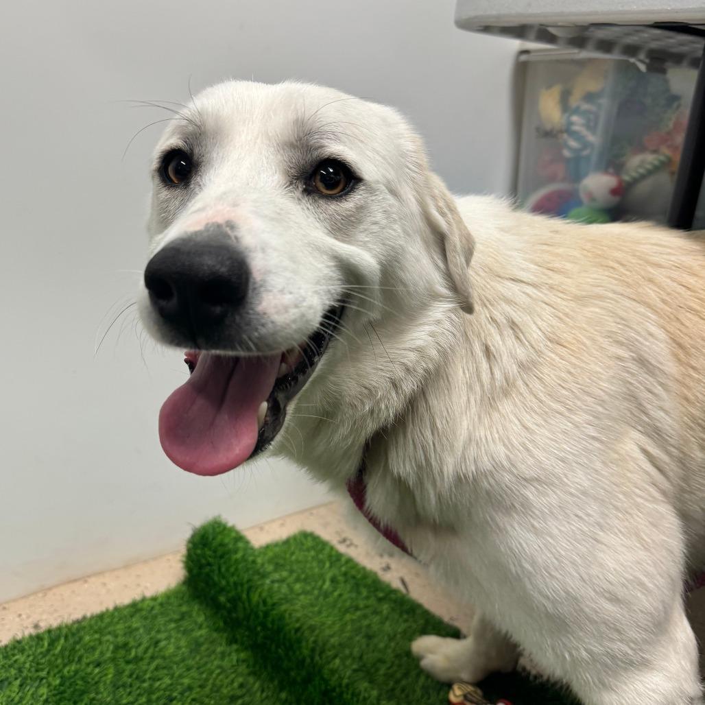 Dolly, a Adoptable Great Pyrenees in Columbia, MO image 1/6