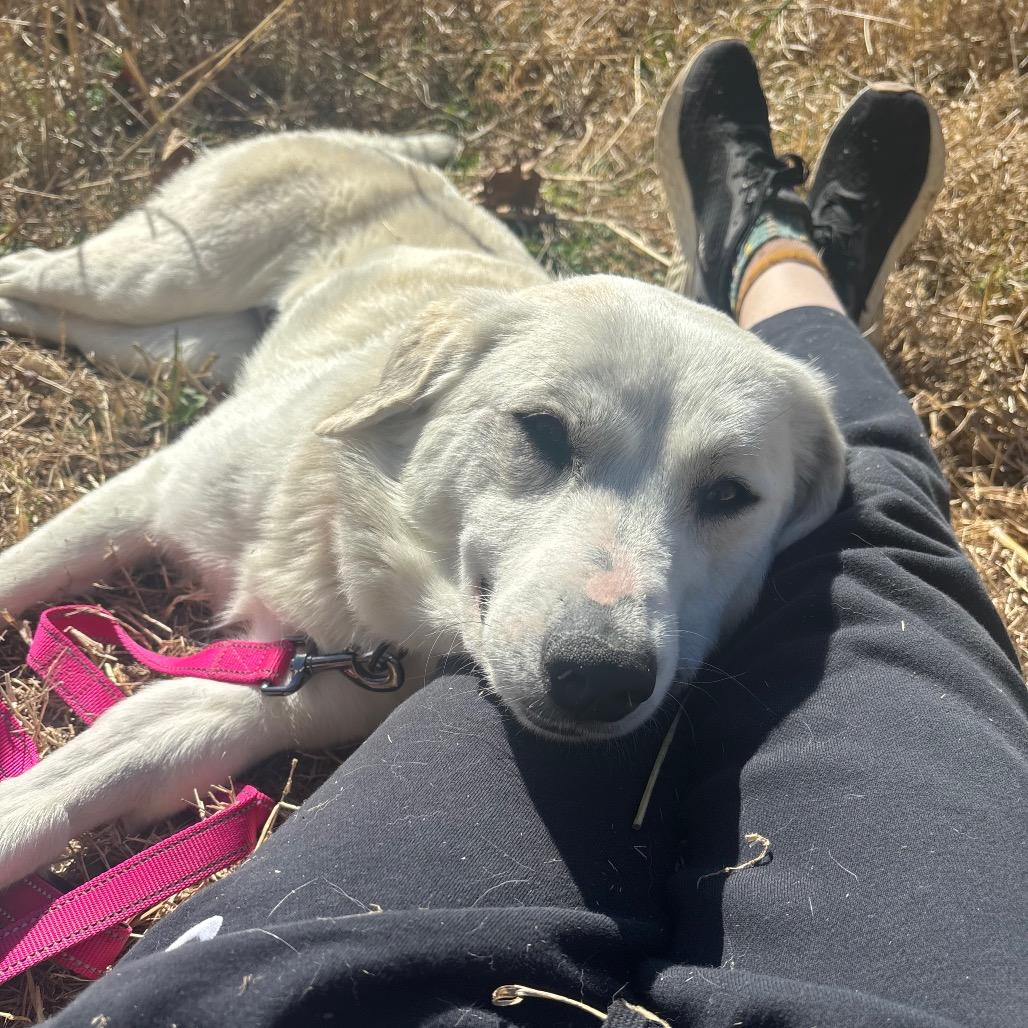 Dolly, a Adoptable Great Pyrenees in Columbia, MO image 2/6
