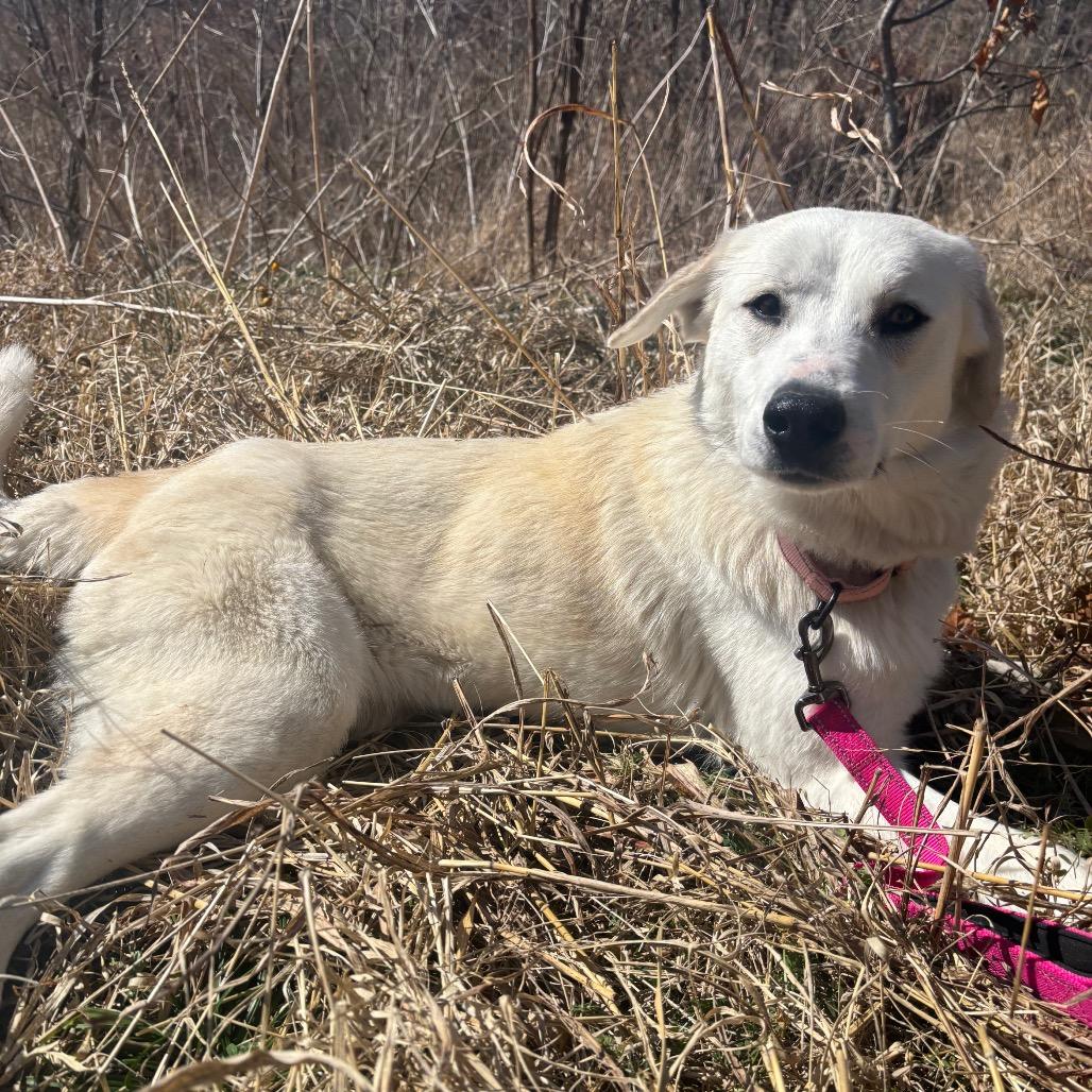 Dolly, a Adoptable Great Pyrenees in Columbia, MO image 3/6