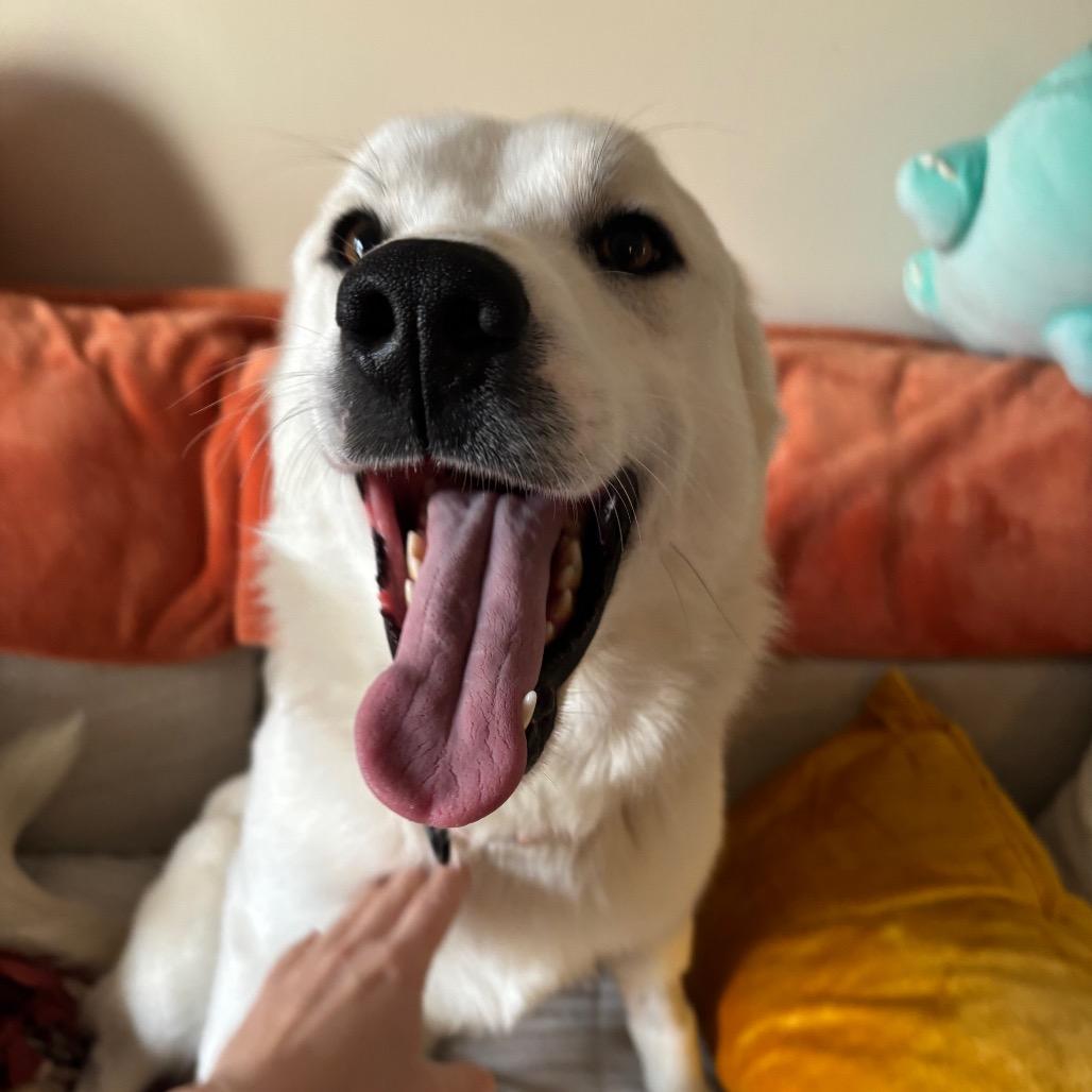 Dolly, a Adoptable Great Pyrenees in Columbia, MO image 4/6