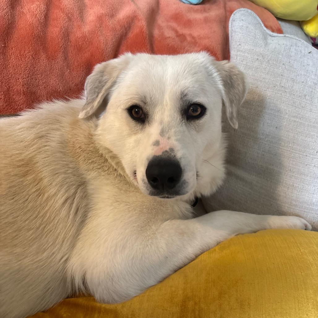 Dolly, a Adoptable Great Pyrenees in Columbia, MO image 5/6