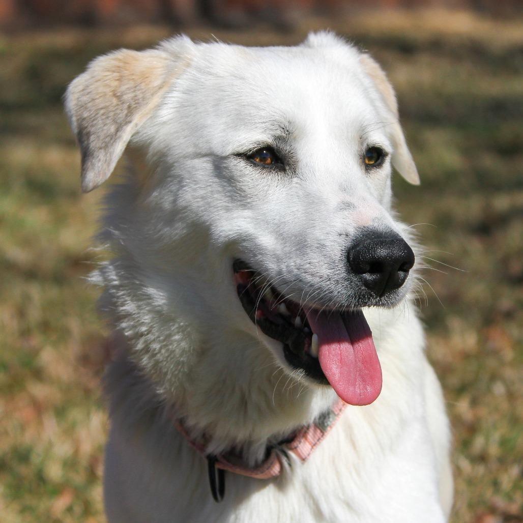 Dolly, a Adoptable Great Pyrenees in Columbia, MO image 6/6