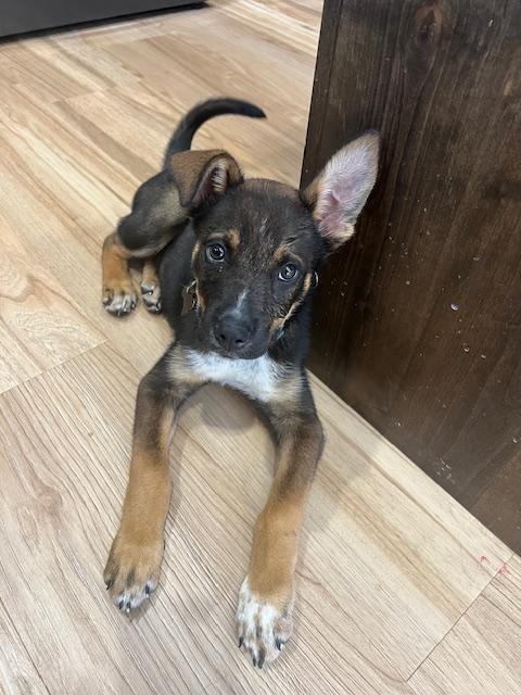 Copper