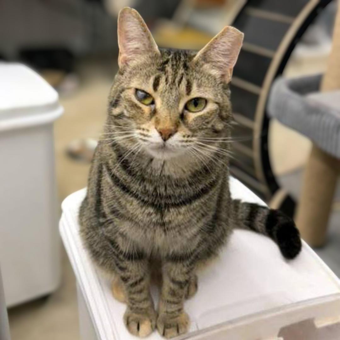 Enlarge Ouna, a Adoptable Domestic Short Hair in Pittsburgh, PA image 4/6