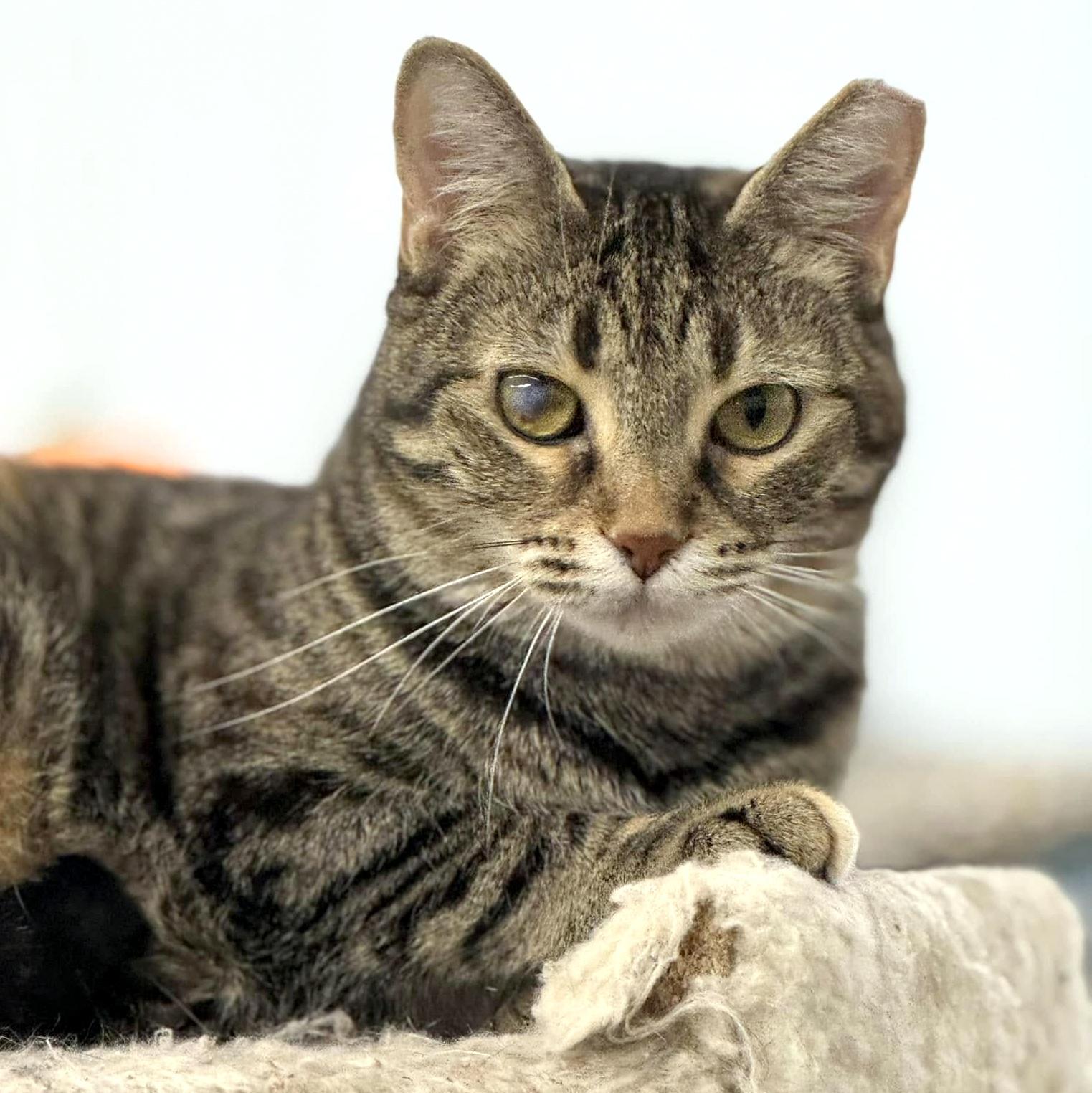 Ouna, Adoptable, Adult Female Domestic Short Hair.