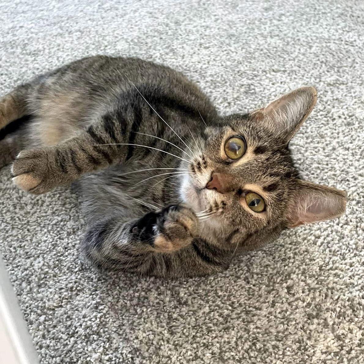 Ouna, a Adoptable Domestic Short Hair in Pittsburgh, PA image 6/6