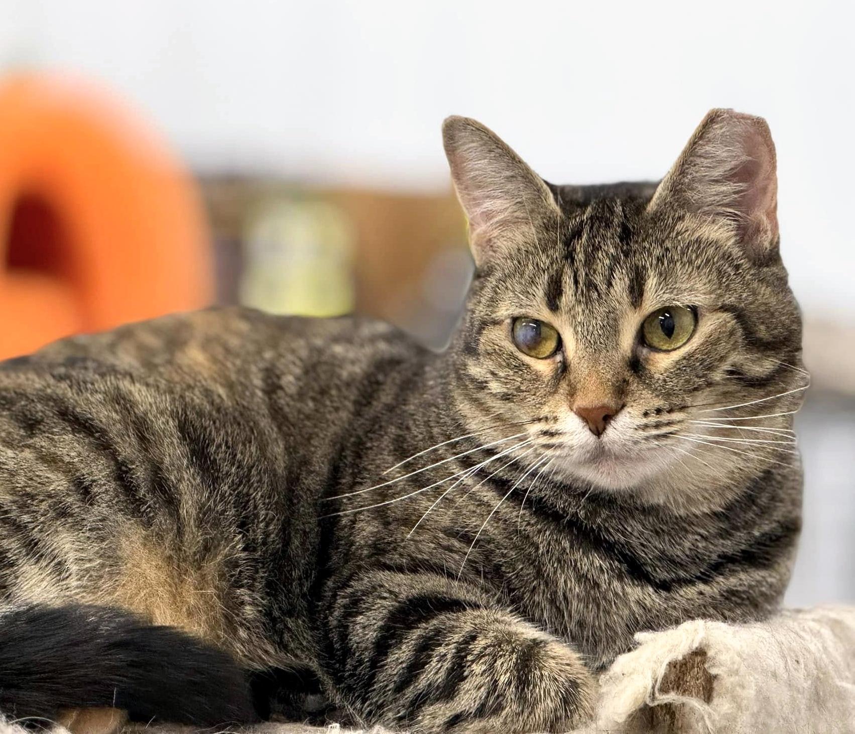 Ouna, a Adoptable Domestic Short Hair in Pittsburgh, PA image 2/6