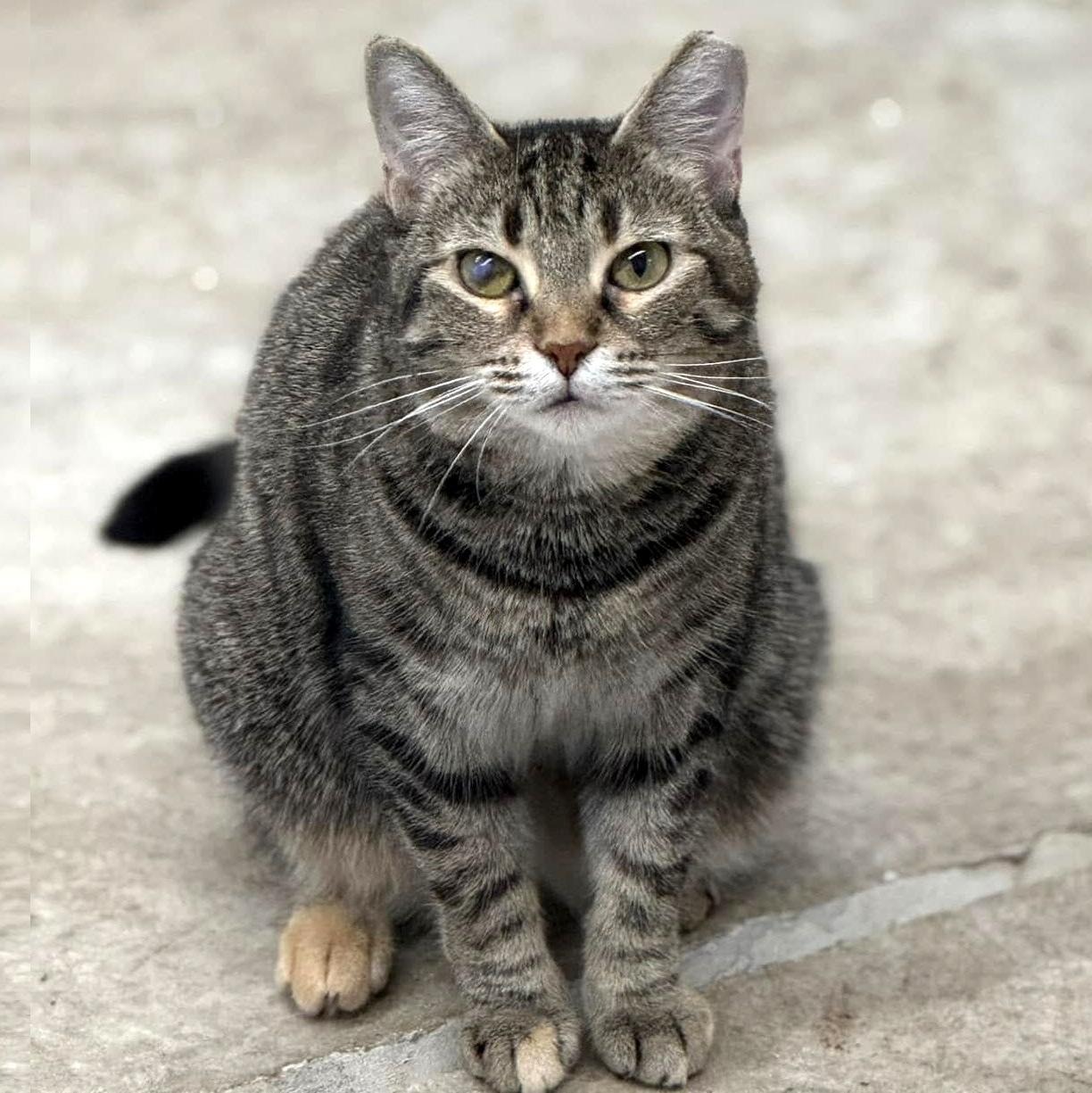 Ouna, a Adoptable Domestic Short Hair in Pittsburgh, PA image 3/6