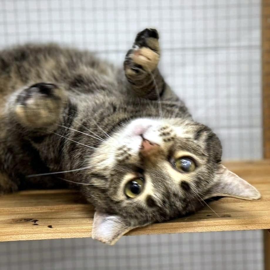 Ouna, a Adoptable Domestic Short Hair in Pittsburgh, PA image 4/6